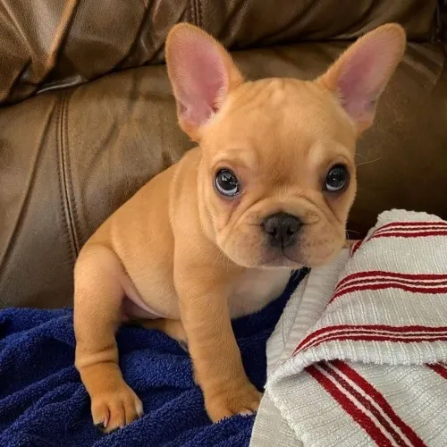 Bulldogue Francês - Seu Novo Xodó Pode Estar Aqui Te Esperando 