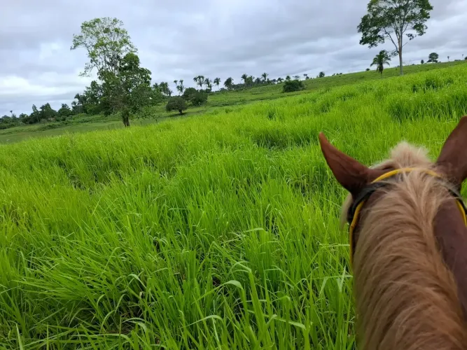 FAZENDA EM PENALVA - 750 HECTARES