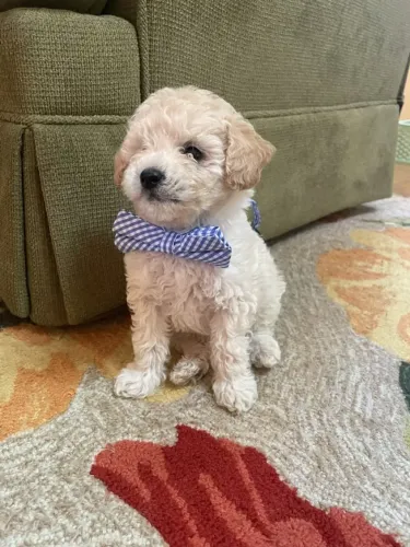Filhotes de Poodle - Criados com Amor e Prontos para Fazer Parte da Sua Família