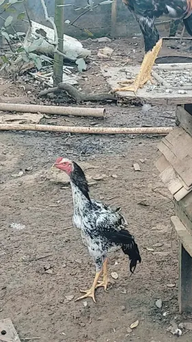 Frango shamo,genética shamo apache