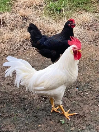 Galos postura Leghorn x Caipira do ovo azul