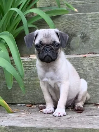 Filhotes de Pug | Filhotes sempre cheios de afeto.