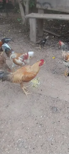 Vendo galinha 