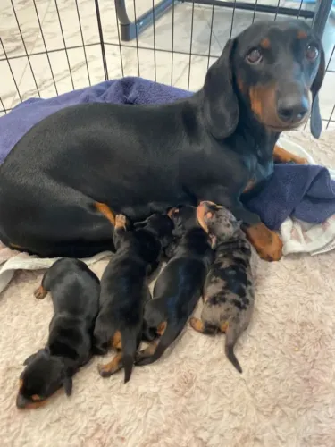 Dachshund Faz Toda Diferença No Lar