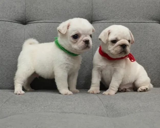 Pug Branco 