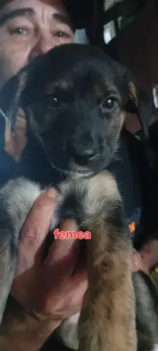 Doação de cães sem raca definida .