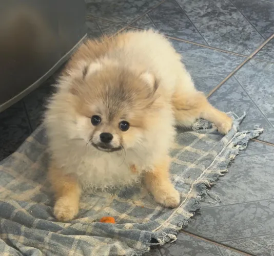 Spitz alemão 