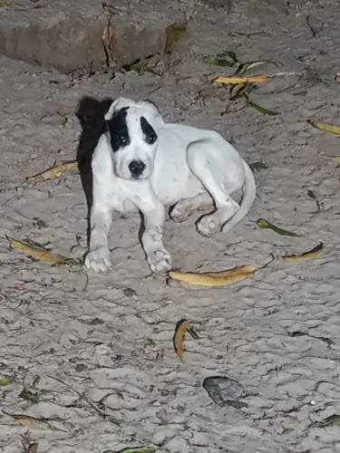 Dogo argentino 