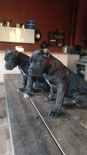 Femeas de cane corso.