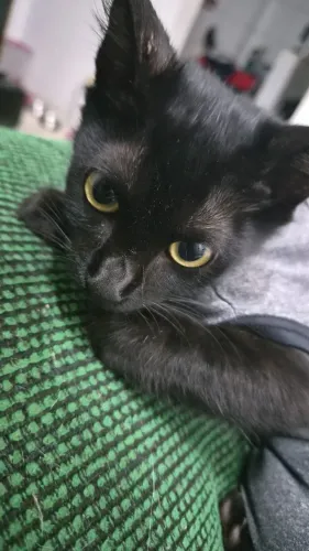 Gata preta castrada