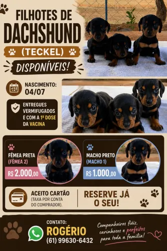 Filhotes de Dachshund (Tekel)