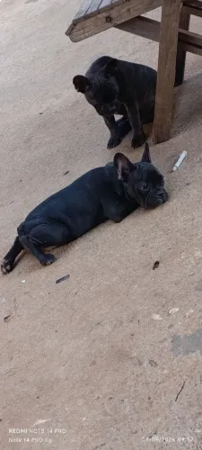 Fêmeas de bulldog francês 