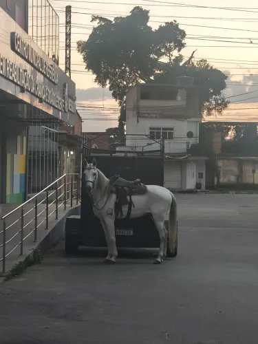 Cavalo macha picada 