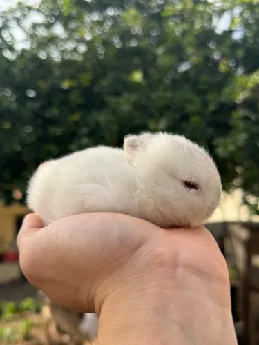 Coelho anao netherland dwarf