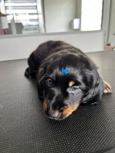 Lindo machinho Basset teckel pêlo longo disponível!