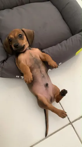 filhote salsicha Dachshund
