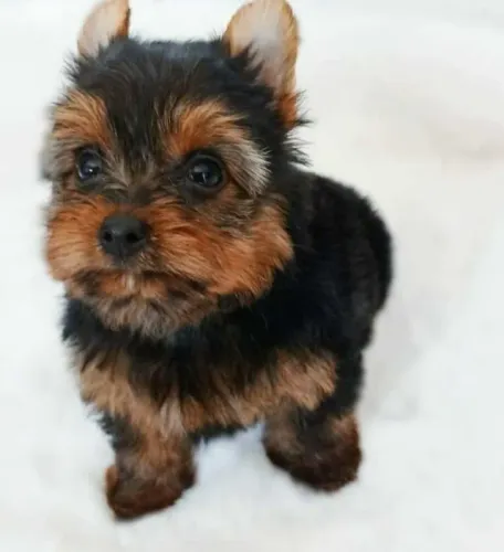 Yorkshire terrier com pedigree