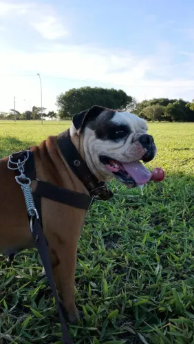 Filhote Bulldog campeiro macho