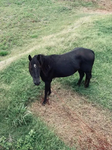Cavalo 