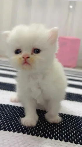 Gato Persa Filhote Branco Macho