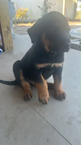 Rottweiler