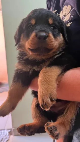 Filhotes de rottweiler