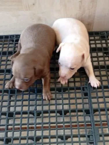Pinscher macho