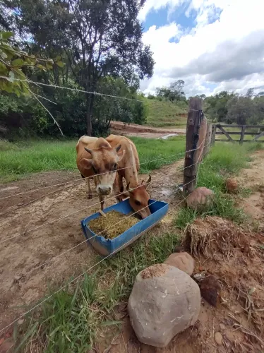 Casal de bovino Jersey 