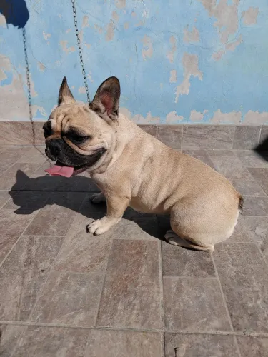 Buldogue francês