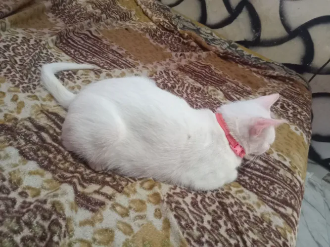 Gata