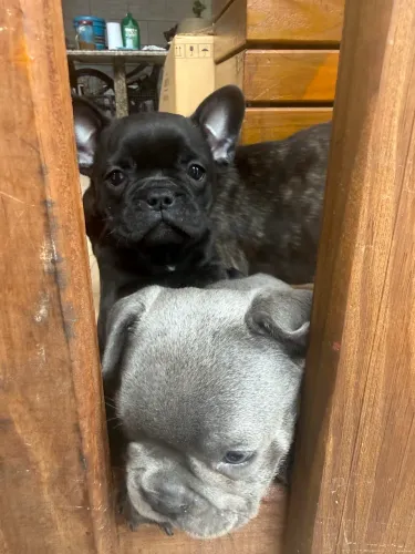 Filhote fêmea de bulldog