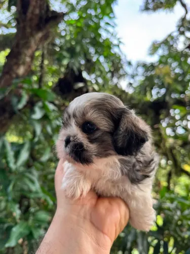 Filhote de shihtzu VENDA