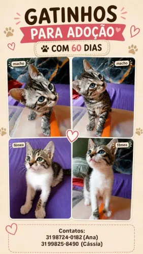 Gatinhos