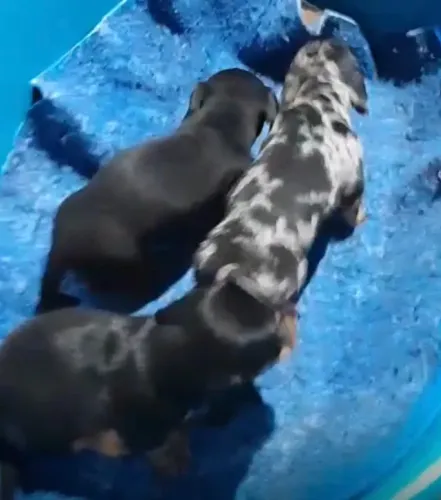 Basset teckel lindos e saudaveis