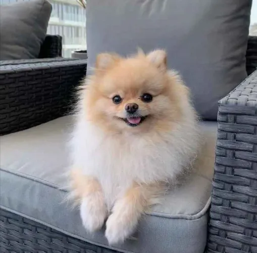 Filhote spitz alemão, Quem precisa de um despertador quando se tem um filhote animado?