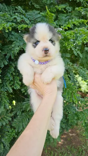 Husky filhotes pelagem wooly. Alto padrão genético