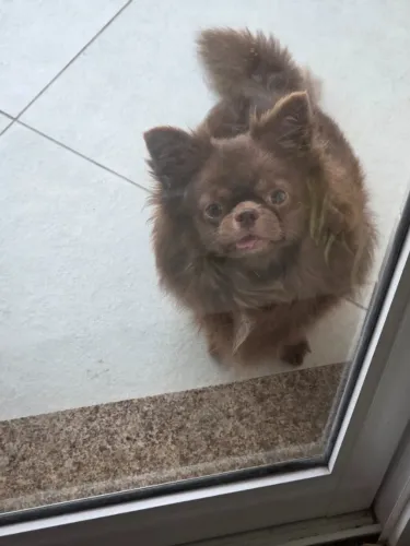 Chihuahua Padreador Cruza Chocolate Pelo Longo - Pedigree CBKC.