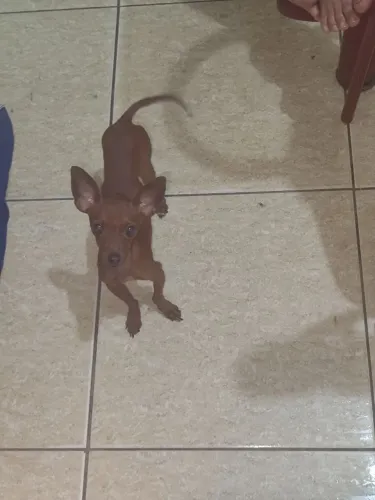 Vendo pinscher número 1 macho