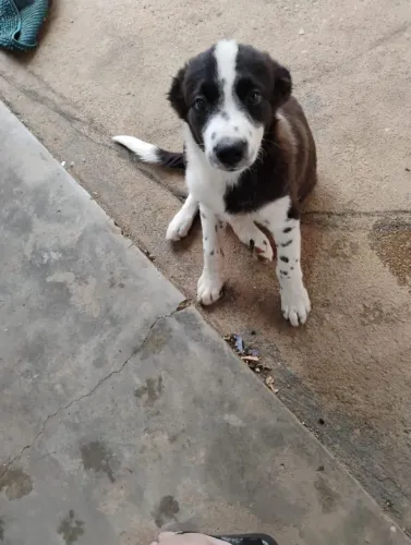 Urgente filhote de Border Collie 