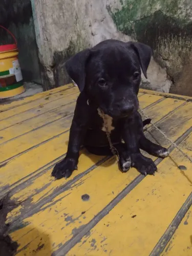 Cachorro pitbull