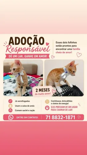 Gatinhos machos amarelos