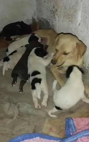 Adoção responsável 2 filhotes fêmeas e a mãe a mãe tmb esta para doação