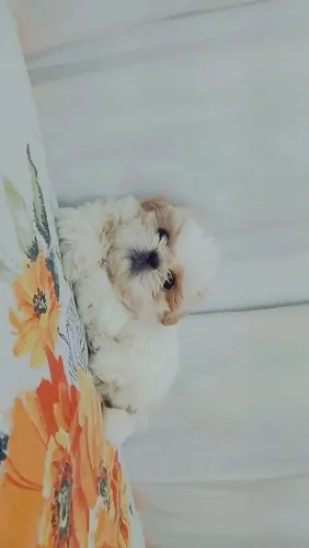 Filhote de Shit tzu macho