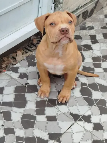 American Bully Xl fêmea