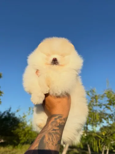 Spitz alemão fêmea