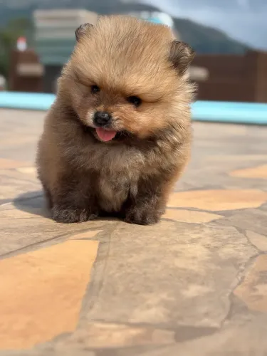 Spitz Alemão/ Lulu da Pomerania em até 10x sem juros