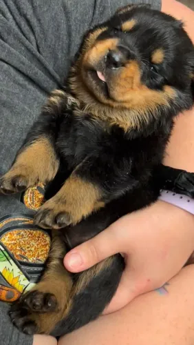 Filhote Rottweiler Fêmea