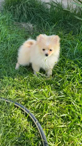 Lulu da pomerania (micro ) fêmea