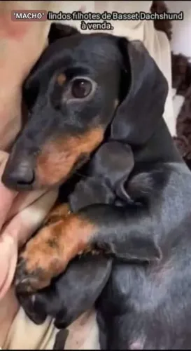 Vendo lindo filhotes "MACHO" de darshichumd macho preto com caramelo 