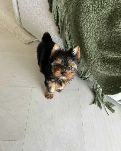 Filhote Yorkshire Terrier, Diga olá para o novo integrante da sua família!